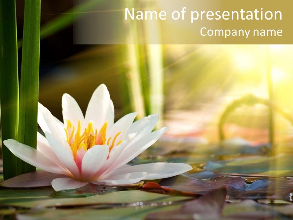 Lily Background Bloom PowerPoint Template