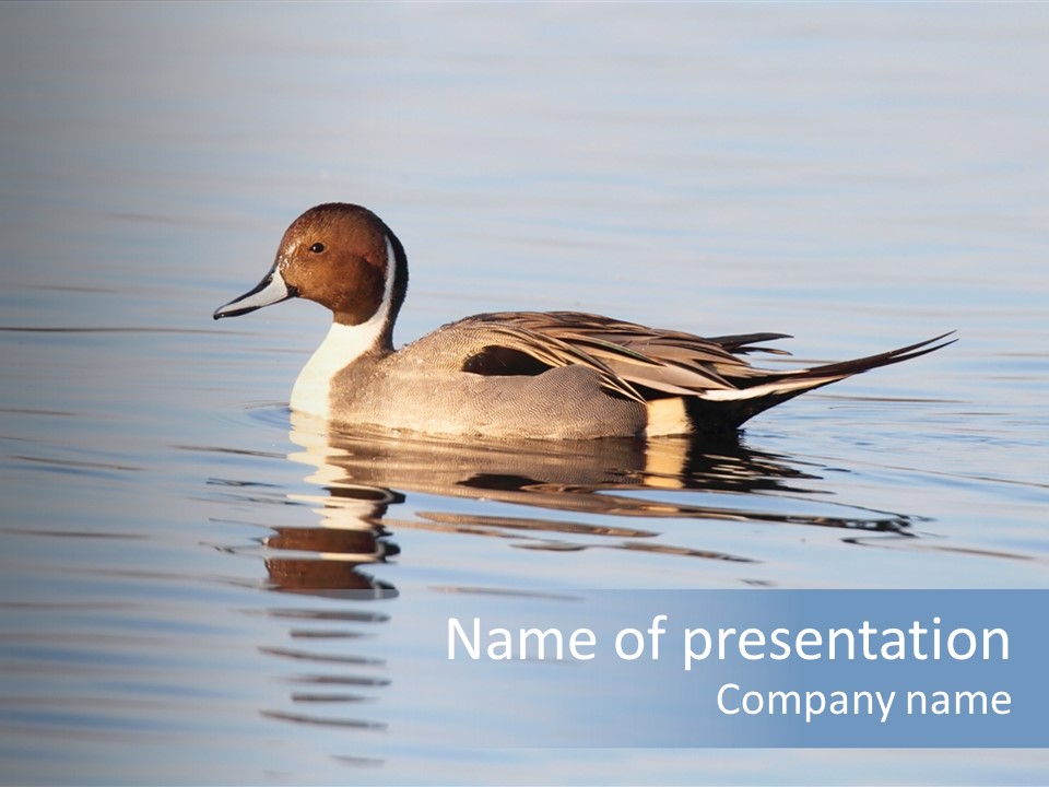 Avian Water Wildlife PowerPoint Template