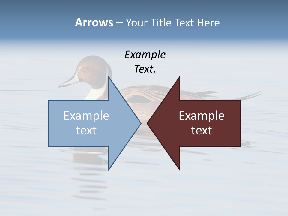 Avian Water Wildlife PowerPoint Template