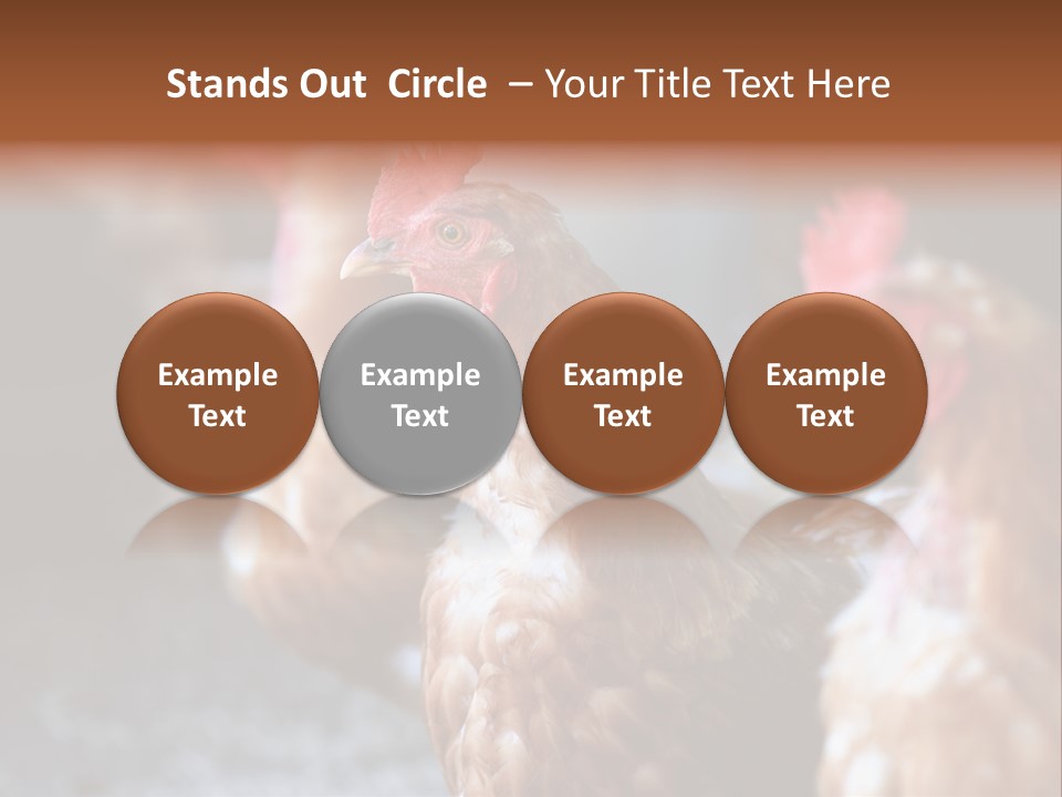 Egg Animal Leg PowerPoint Template