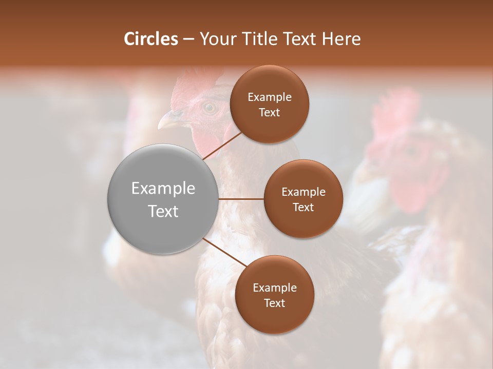 Egg Animal Leg PowerPoint Template