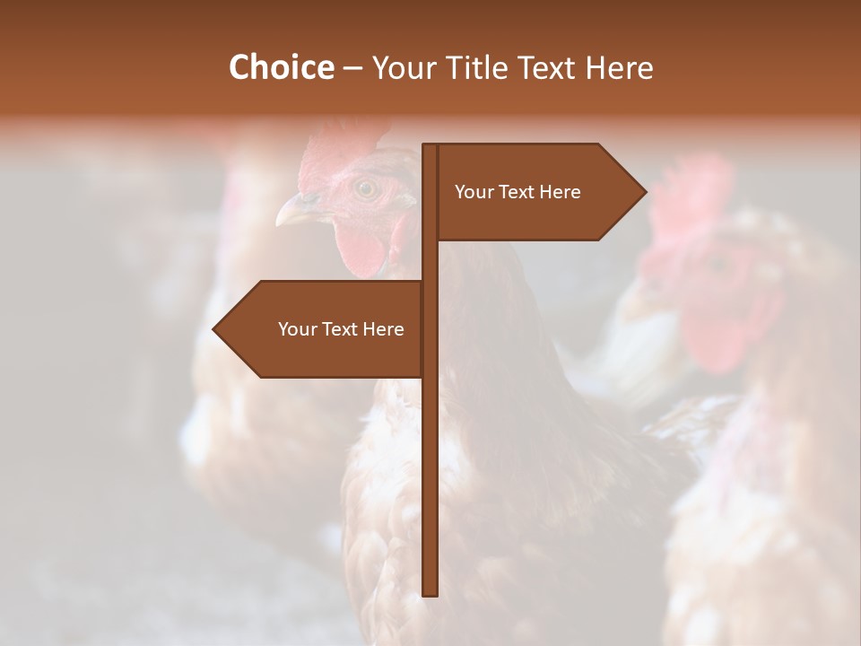 Egg Animal Leg PowerPoint Template