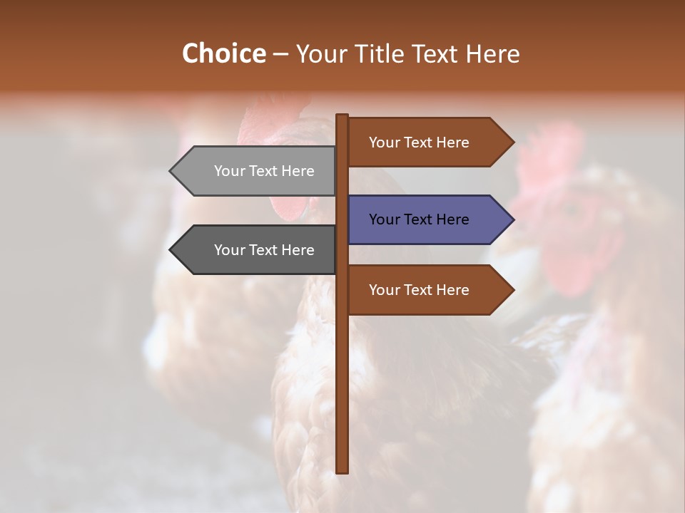 Egg Animal Leg PowerPoint Template