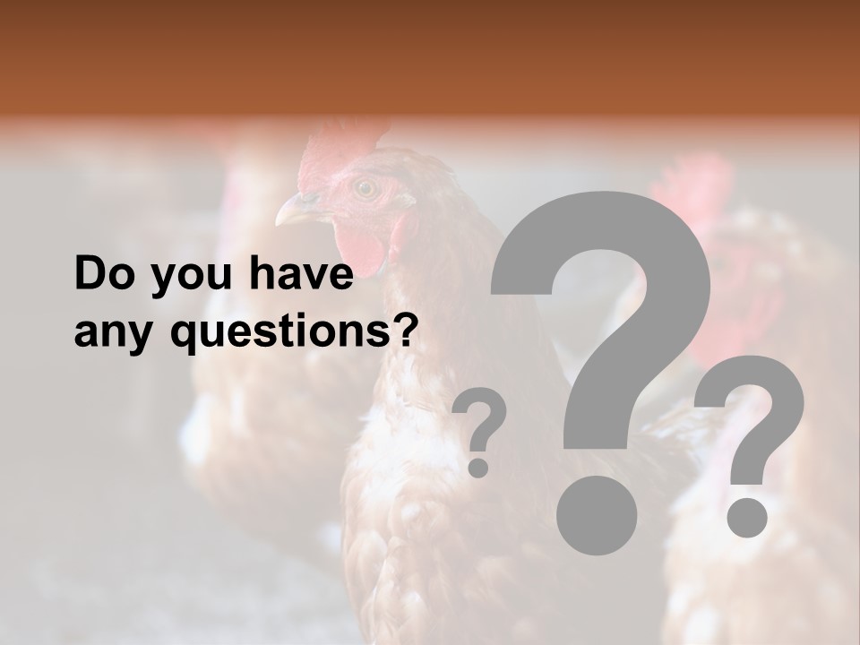 Egg Animal Leg PowerPoint Template