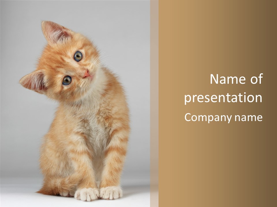 Baby Feline Young PowerPoint Template