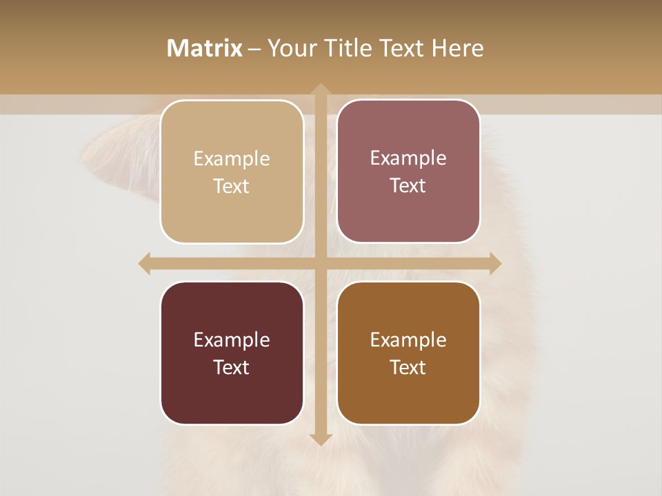 Baby Feline Young PowerPoint Template