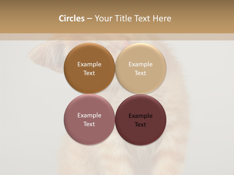 Baby Feline Young PowerPoint Template