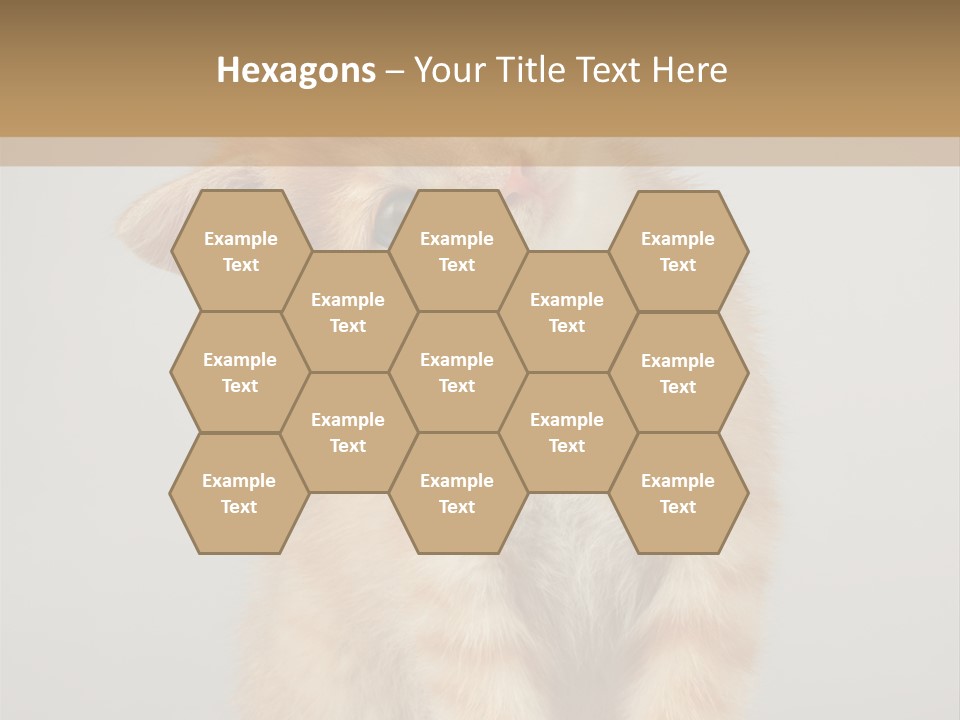 Baby Feline Young PowerPoint Template