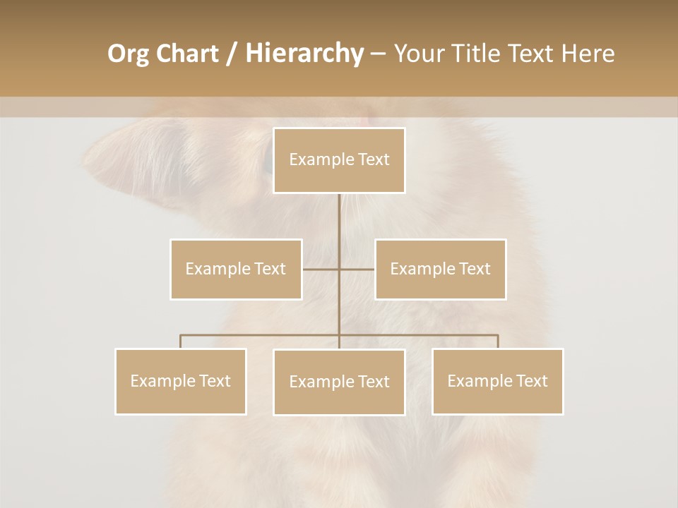 Baby Feline Young PowerPoint Template