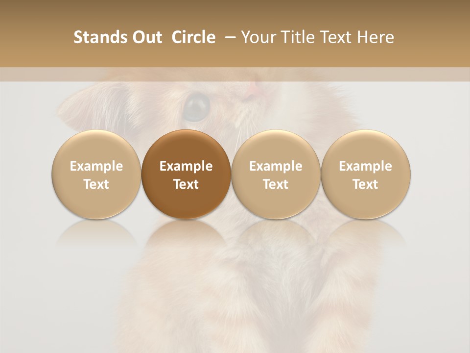 Baby Feline Young PowerPoint Template