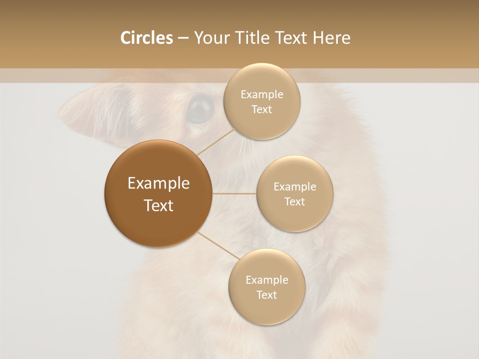 Baby Feline Young PowerPoint Template