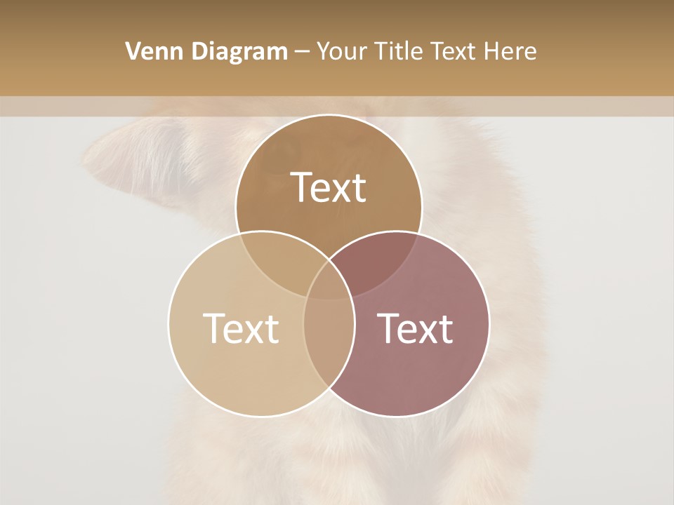 Baby Feline Young PowerPoint Template