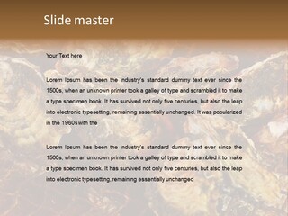 Taste Oyster Lot PowerPoint Template