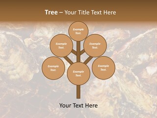 Taste Oyster Lot PowerPoint Template