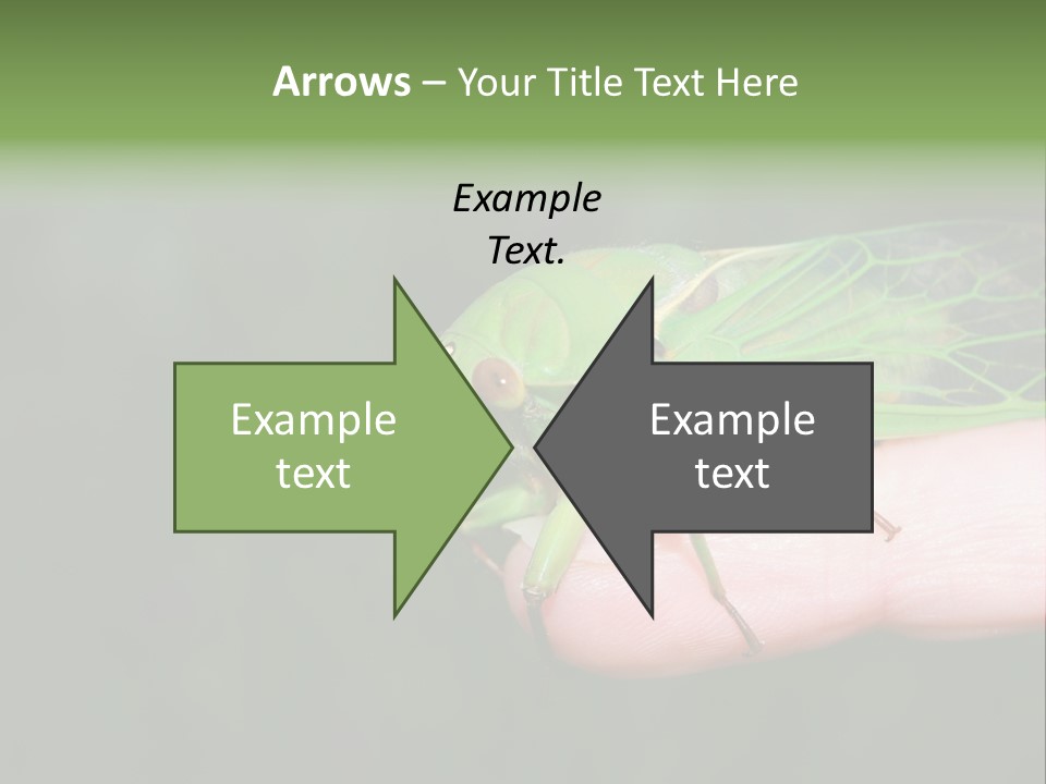 Specimen Closeup Detail PowerPoint Template