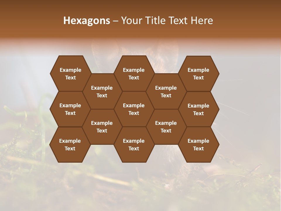 Summer Horizontal Wildlife PowerPoint Template