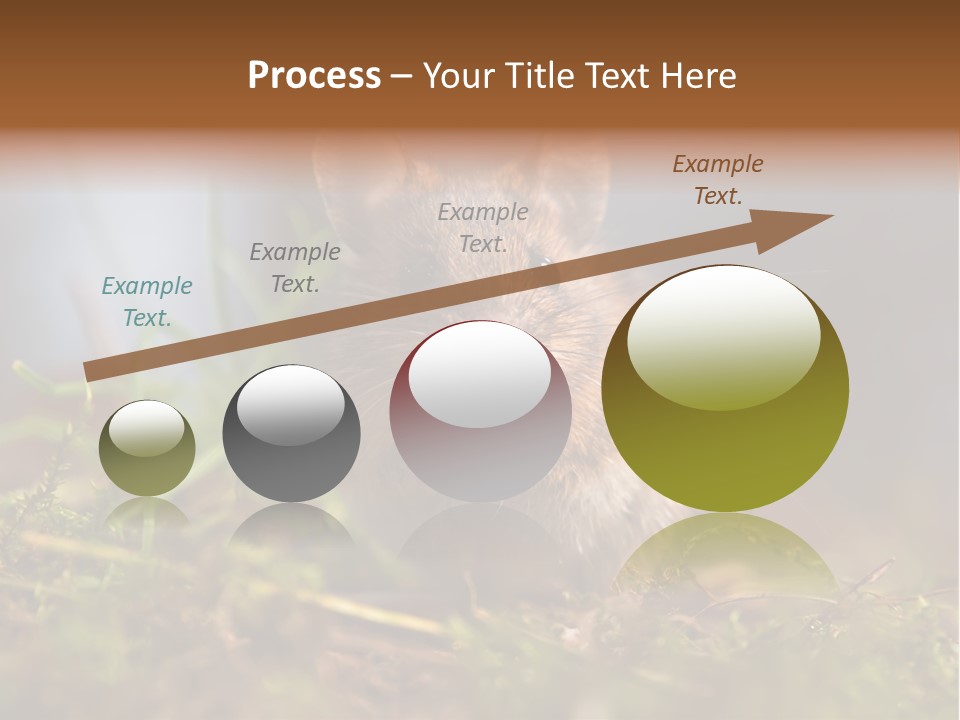 Summer Horizontal Wildlife PowerPoint Template