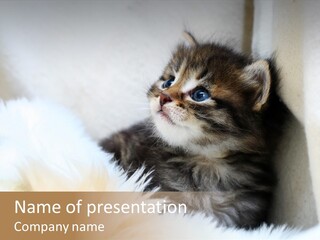 Domestic Pets Small PowerPoint Template