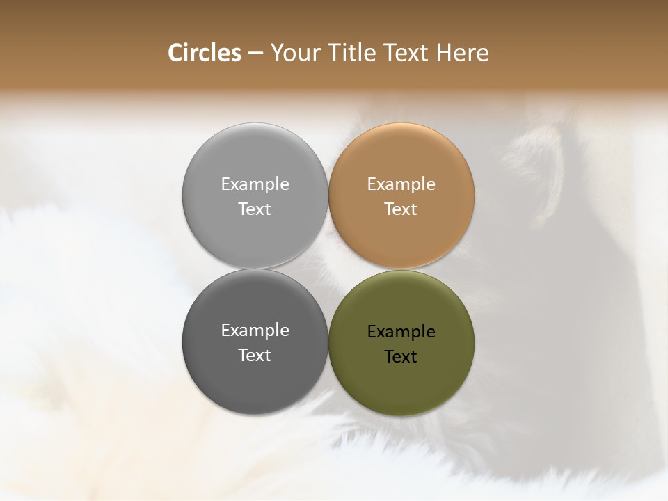 Domestic Pets Small PowerPoint Template