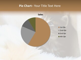 Domestic Pets Small PowerPoint Template