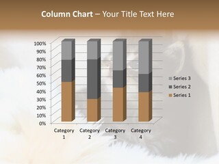 Domestic Pets Small PowerPoint Template