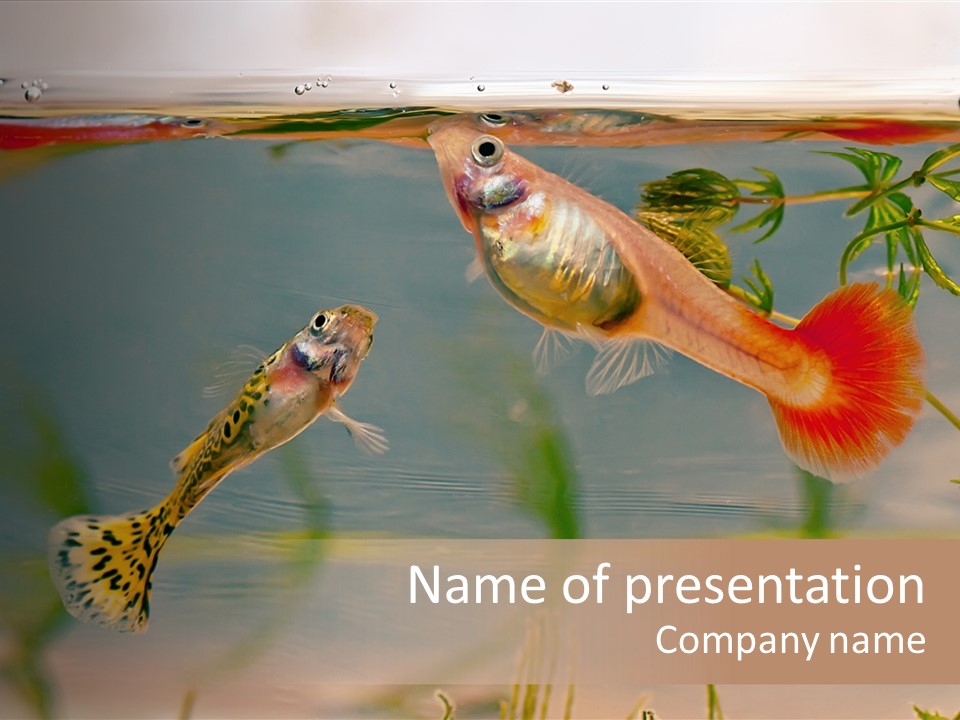 Aquarian Poecilia Guppy PowerPoint Template