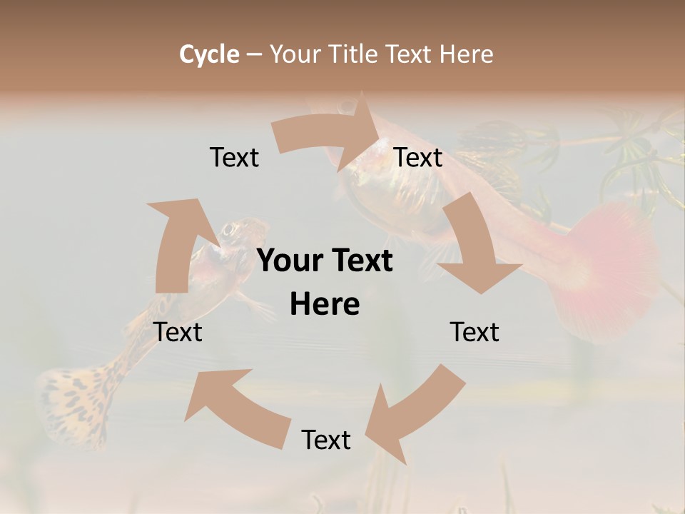 Aquarian Poecilia Guppy PowerPoint Template