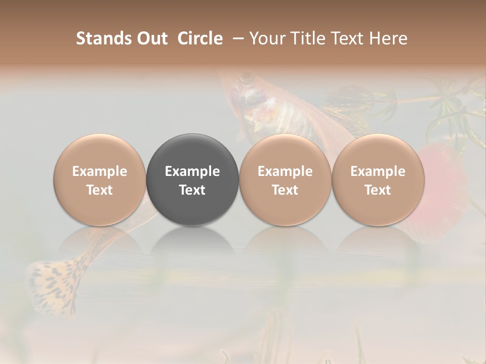 Aquarian Poecilia Guppy PowerPoint Template