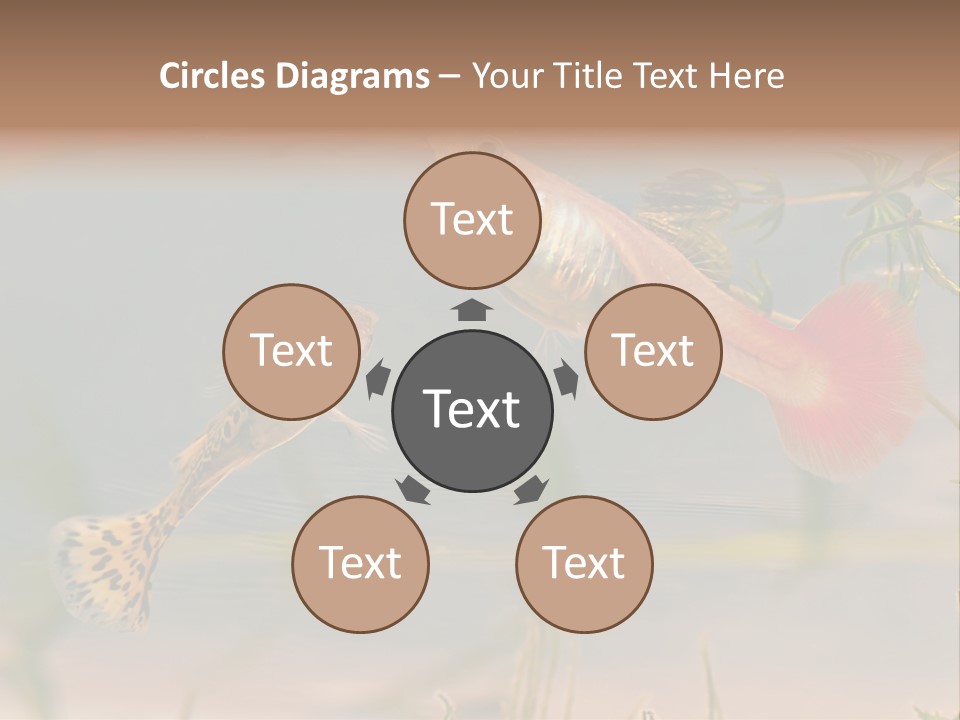 Aquarian Poecilia Guppy PowerPoint Template