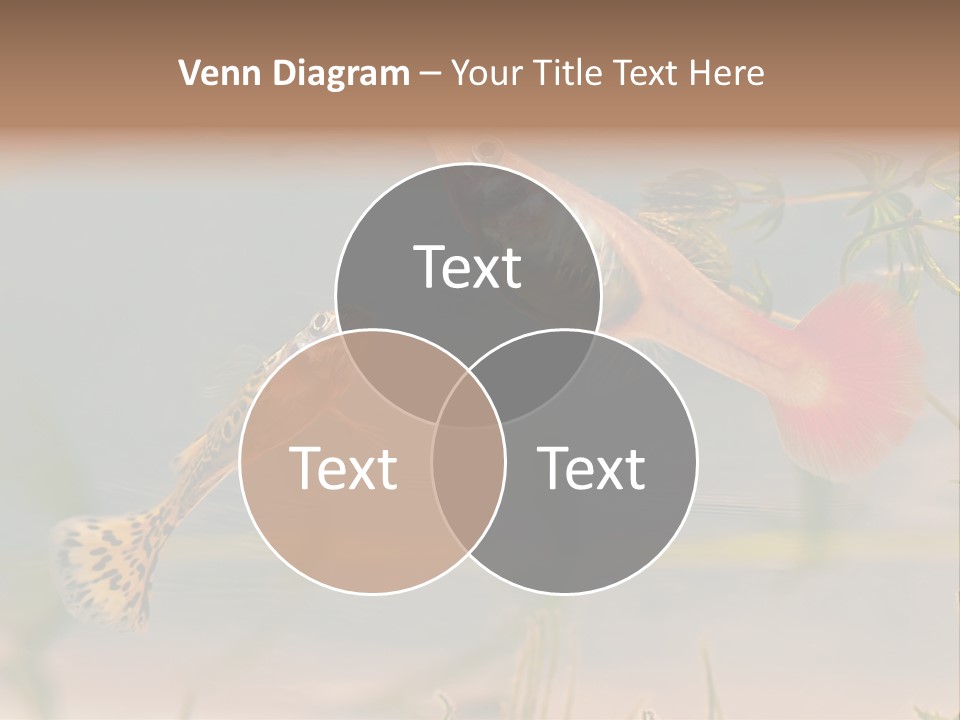 Aquarian Poecilia Guppy PowerPoint Template