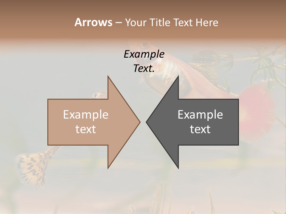 Aquarian Poecilia Guppy PowerPoint Template