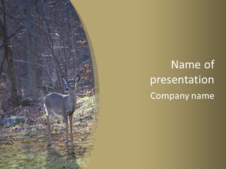 Autumn Wildlife Fall PowerPoint Template