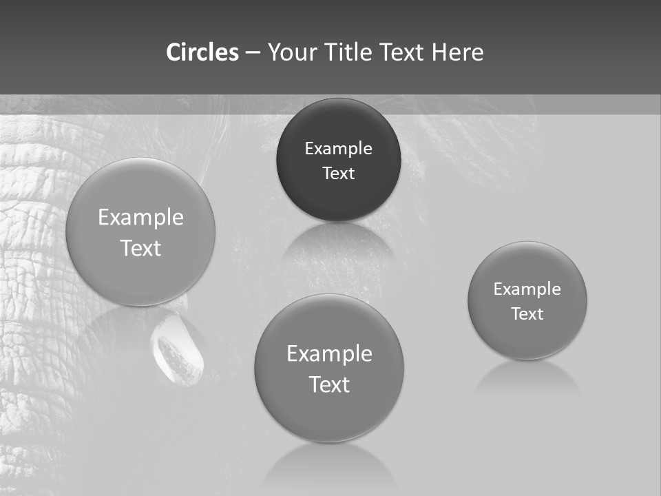 Large Face Skinned PowerPoint Template