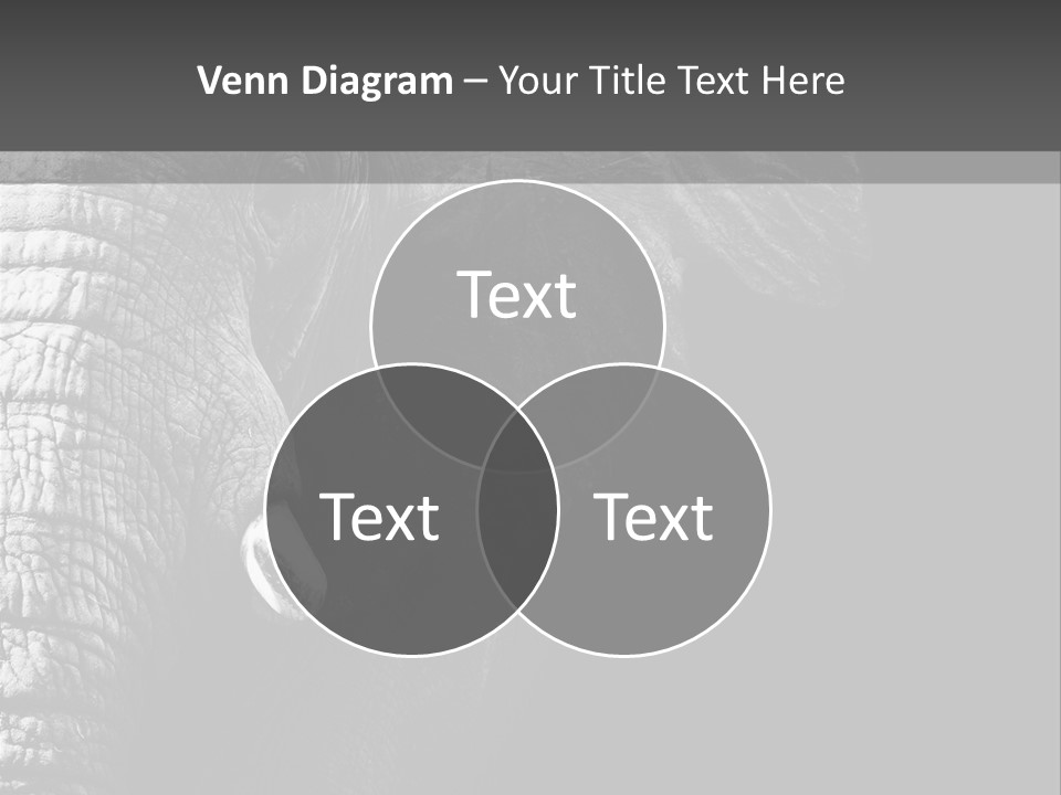 Large Face Skinned PowerPoint Template