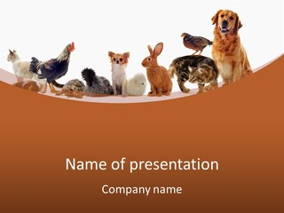 Rabbit Isolated Bird PowerPoint Template