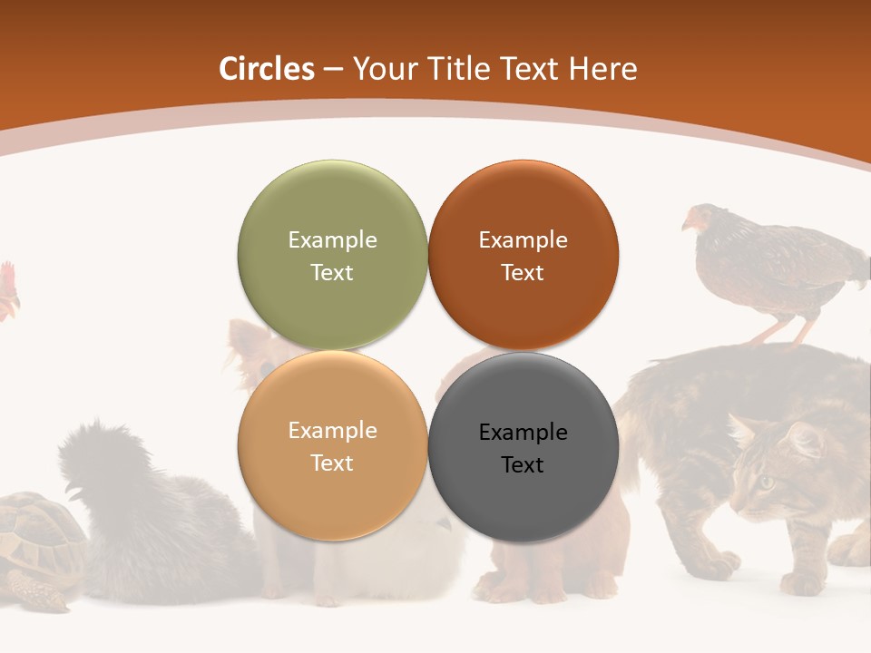 Rabbit Isolated Bird PowerPoint Template
