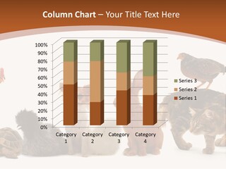 Rabbit Isolated Bird PowerPoint Template