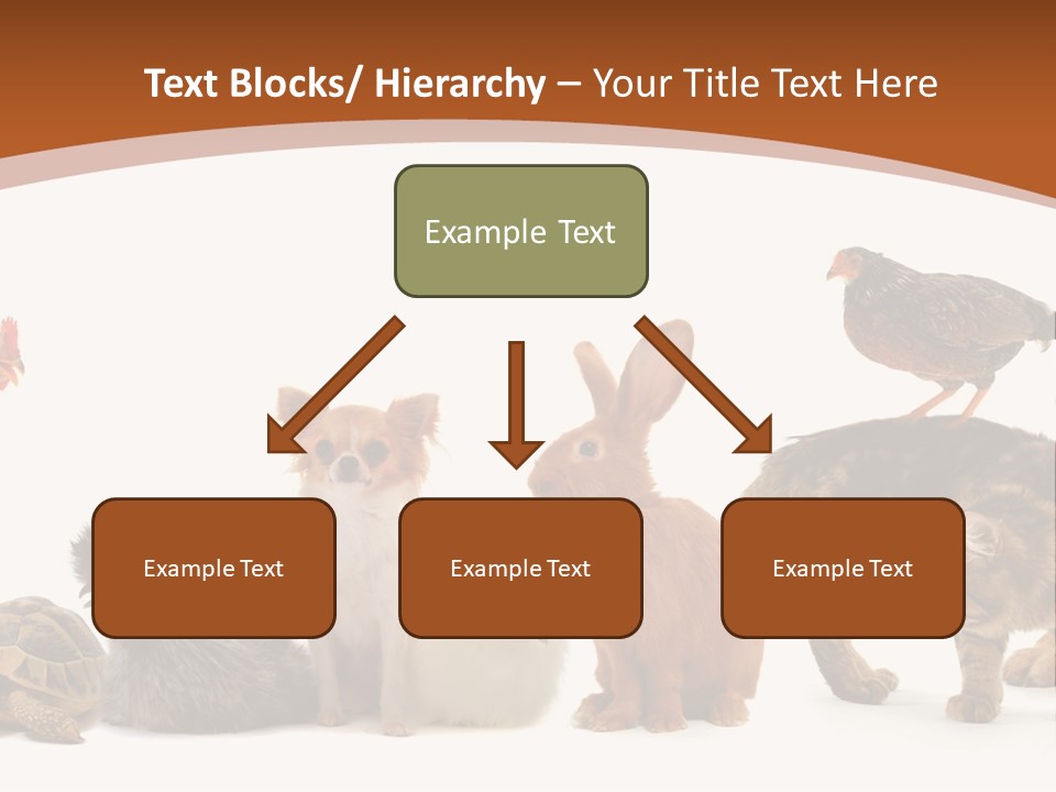 Rabbit Isolated Bird PowerPoint Template
