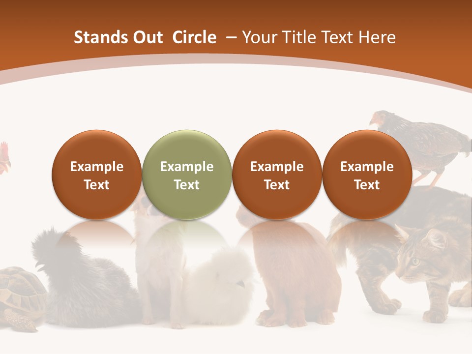 Rabbit Isolated Bird PowerPoint Template