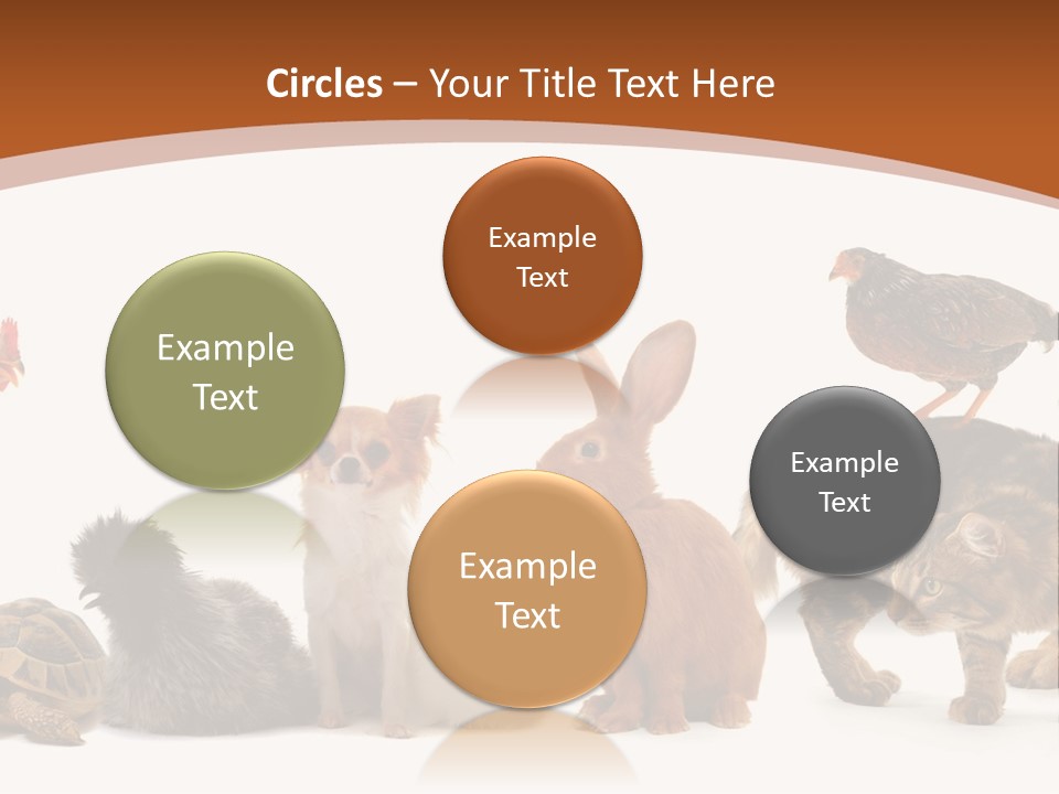 Rabbit Isolated Bird PowerPoint Template