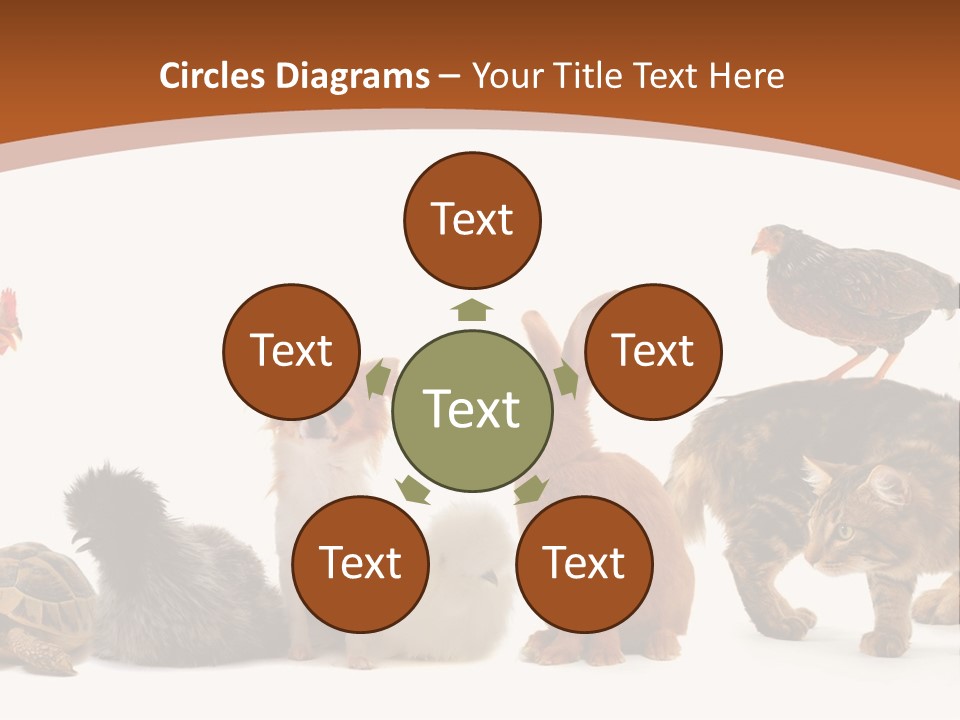 Rabbit Isolated Bird PowerPoint Template