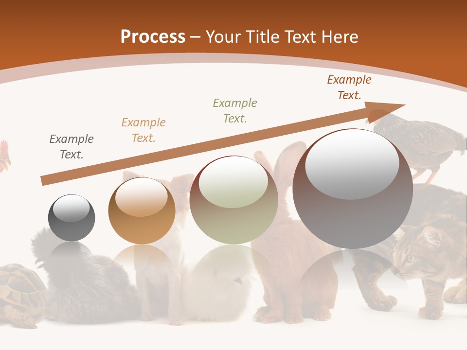 Rabbit Isolated Bird PowerPoint Template