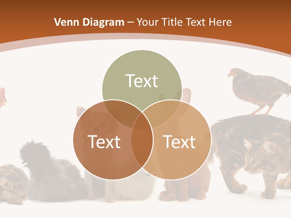 Rabbit Isolated Bird PowerPoint Template