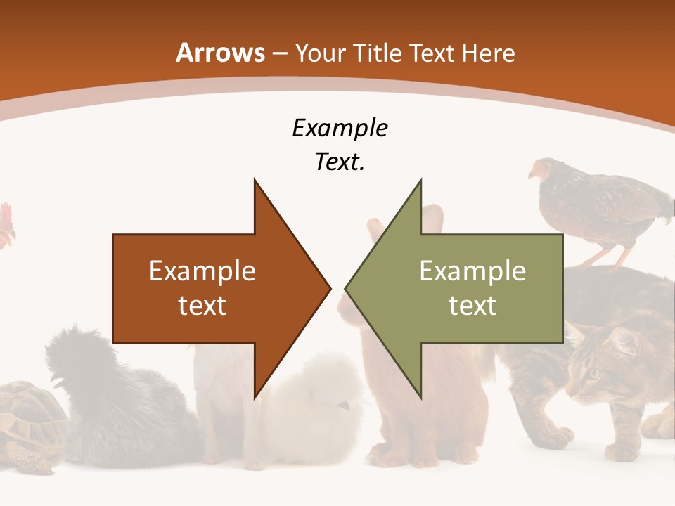 Rabbit Isolated Bird PowerPoint Template