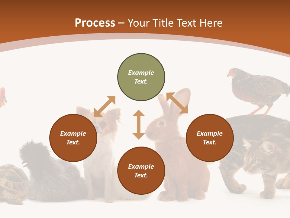 Rabbit Isolated Bird PowerPoint Template