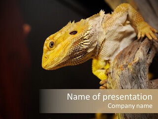 Juvenile Zoo Dragon PowerPoint Template