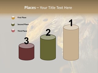 Juvenile Zoo Dragon PowerPoint Template