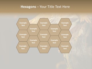 Juvenile Zoo Dragon PowerPoint Template