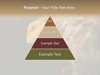 Juvenile Zoo Dragon PowerPoint Template