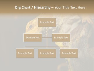 Juvenile Zoo Dragon PowerPoint Template